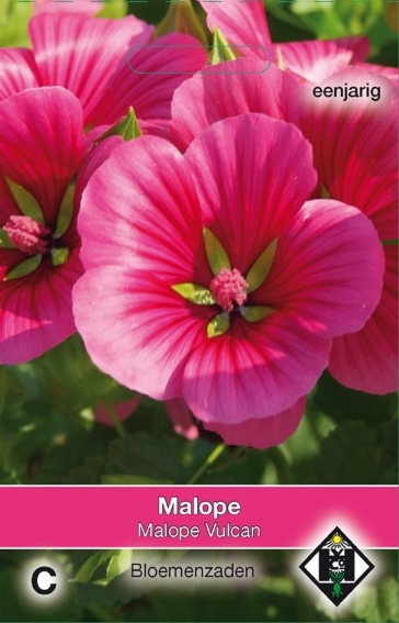 Annual mallow Vulcan (Malope trifida) 350 seeds